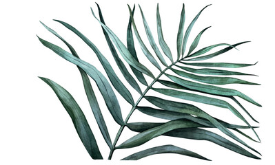 Watercolor palms leaf
