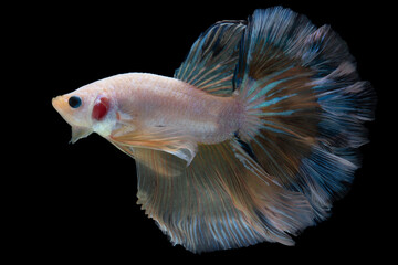 Beautiful movement of yellow Betta fish, Siamese fighting fish with colorful transparent tail, Betta splendens isolated on black background.