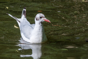 Molting Black-headed Gull (Larus ridibundus) in park, Hamburg, Germany