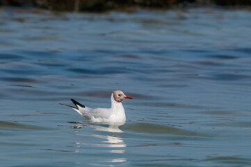 Molting Black-headed Gull (Larus ridibundus) in park, Hamburg, Germany