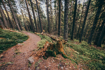 A tree in a forest a mountain