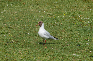 Molting Black-headed Gull (Larus ridibundus) in park, Hamburg, Germany