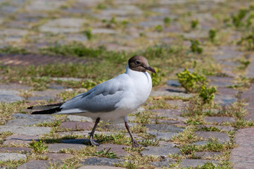 Molting Black-headed Gull (Larus ridibundus) in park, Hamburg, Germany