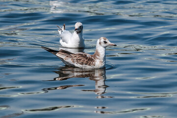 Immature and adult Black-headed Gulls (Larus ridibundus) in park, Hamburg, Germany