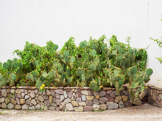 Flowerbed with green blooming cacti fenced masonry border along light wall outdoors