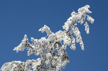 Winterwonderland auf dem Grünberg (Gmunden, Salzkammergut, Oberösterreich, Österreich) - Winter...