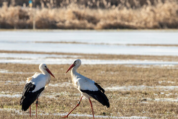 Obraz na płótnie Canvas A stork couple on a meadow at a cold day in winter next to Büttelborn in Hesse, Germany.