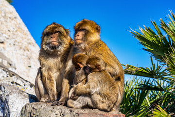 Wild macaque or Gibraltar monkey, attraction of the British overseas territory.