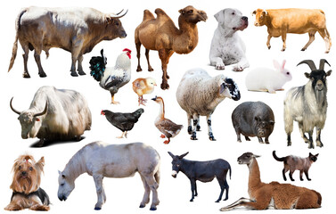 assortment of different pet and farm animals isolated on white background