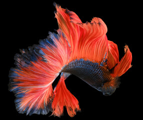 Fototapeta premium Beautiful movement of blue red Betta fish, Siamese fighting fish, Betta splendens isolated on black background.