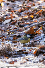 A coal tit taking a bath at a little frozen pond, using the only free space with water, surrounded by leaf at a cold day in winter in the natural reserve called Mönchbruch in Hesse, Germany.