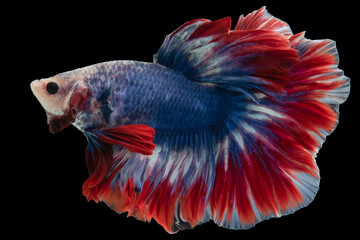 Fototapeta premium Beautiful movement of blue red Betta fish, Siamese fighting fish, Betta splendens isolated on black background.