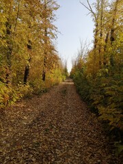 Fototapeta premium Autumn road