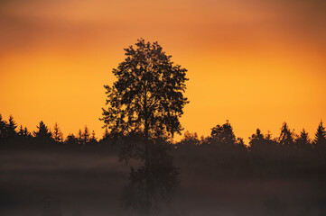 Fototapeta na wymiar Misty sunrise landscape with a single tree