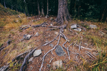 A tree in a forest a mountain