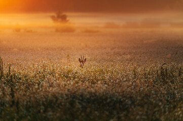 Misty sunrise landscape with a roe deer running on agriculture field in foreground. © valdisskudre