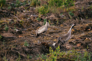 Common crane couple looking for food in the forest during sunrise