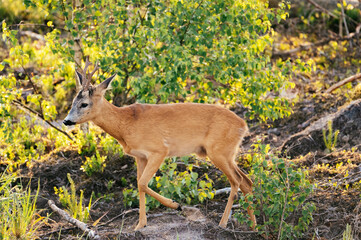 Young Roe deer looking for a wood into the forest, captured during sunrise.