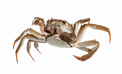 Chinese crab isolated on white background
