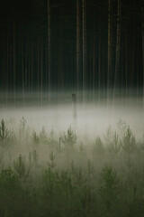 Misty forest scene during cold sunrise in autumn