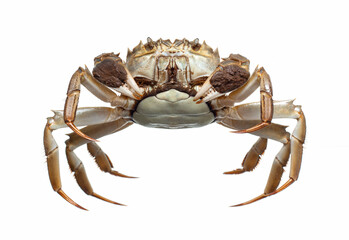Chinese crab isolated on white background