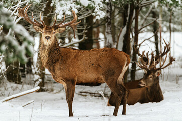Naklejka na ściany i meble Large elk male in snowy outdoors