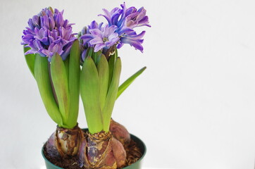 Hyacinth Delft Blauw on a white background