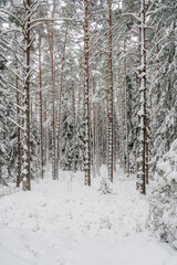 Naklejka premium Winter scene, into the woods full of snow during cold winter