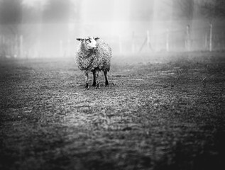 Sheep in the field in winter