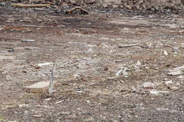 Semipalmated Plover (Charadrius semipalmatus) at nest in St. George Island, Pribilof Islands, Alaska, USA