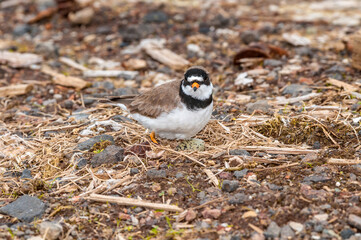 Semipalmated Plover (Charadrius semipalmatus) at nest in St. George Island, Pribilof Islands, Alaska, USA
