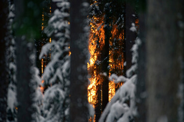 Fototapety na wymiar - Fototapeta24.pl