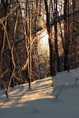 morning sunshine among the trees in the winter landscape
