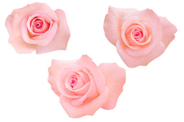 Fototapeta na wymiar Pink rose isolated on the white background. Photo with clipping path.