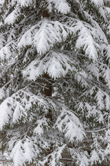 snow covered pine trees