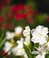 Nice white oleander in the garden in summer