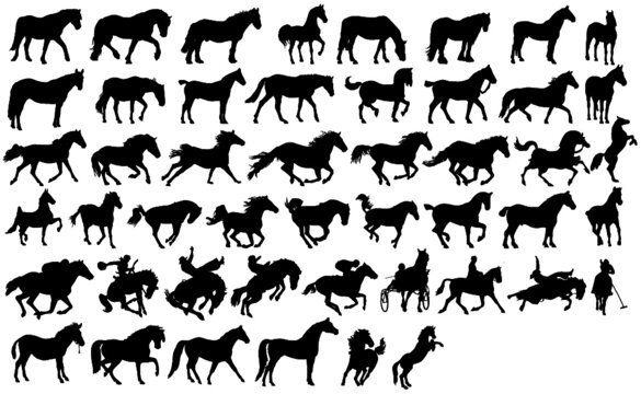 Silhouettes Horses - Black Horses 