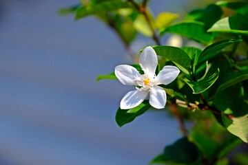 Obraz na płótnie Canvas Beautiful white Inda flower (Wringhtia antidysenterica) with green leaves and blurred background.