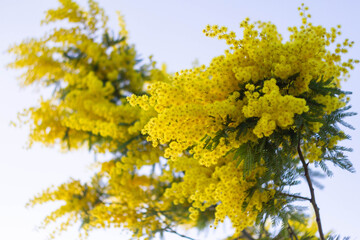 Bouquet of Golden Wattle Flower (Acacia pycnantha, Mimosa tree) in January,Italy.Plant of winter
