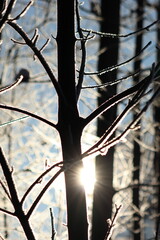 group of trees in winter in a snowy landscape at dawn