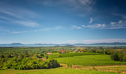 Fototapeta na wymiar Nice vineyard with lake Balaton in the background