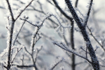 
the sun shines through the frozen branches of trees in the forest in a snowy landscape