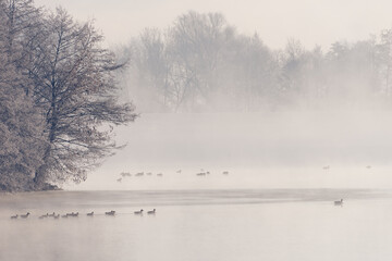 Obraz na płótnie Canvas Group of water birds swimming on Danube river in early winter morning with moody thick fog