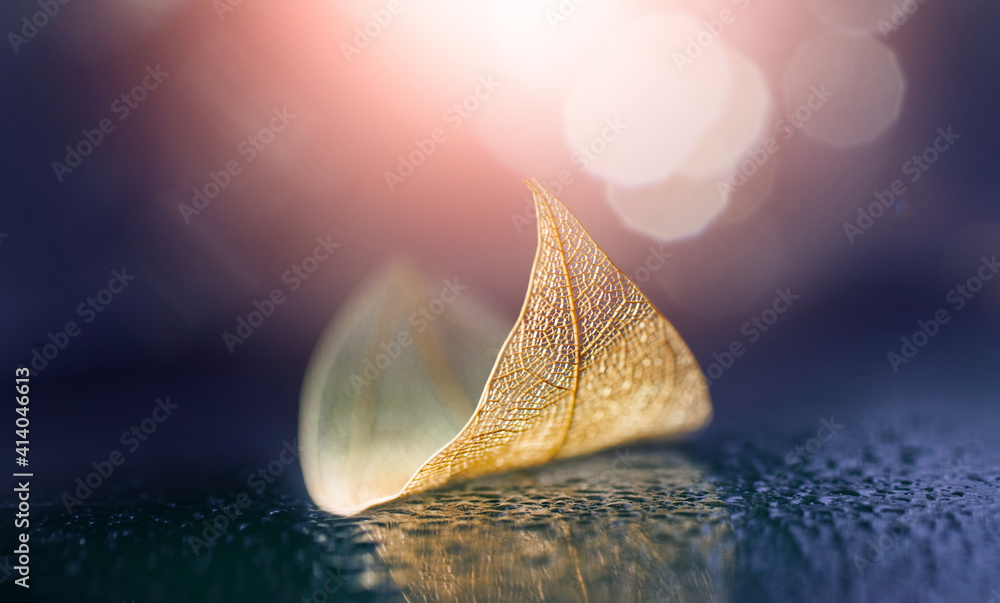 Poster skeletonized leaf in form of small boat with reflection in wet surface in nature. artistic natural i