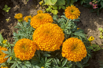 Mexican Marigold (Tagetes erecta) in garden