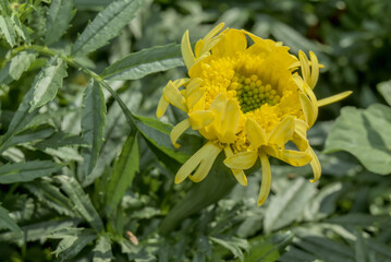 Mexican Marigold (Tagetes erecta) in garden