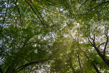 Green canopy with sun rays