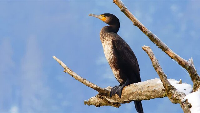 cormorant sitting on tree in slow motion