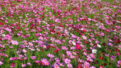 Fototapeta premium Beautiful multi-colored cosmos. Mexican Asters (Cosmos bipinnatus Cav.), Calm flowers bloom brightly in the morning sun with copy space. Selective focus