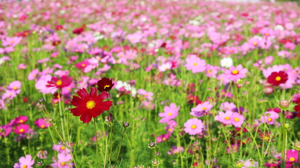 Obraz na płótnie Canvas Beautiful red cosmos flower. Multicolored Mexican Asters (Cosmos bipinnatus Cav.), The cosmos flower, blooms brightly in the morning sun with a copy space. Selective focus